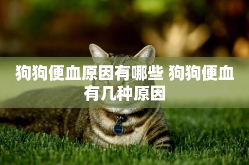 狗狗便血原因有哪些 狗狗便血有幾種原因