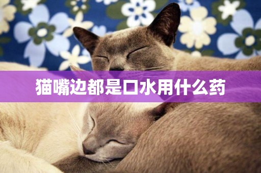 貓嘴邊都是口水用什么藥