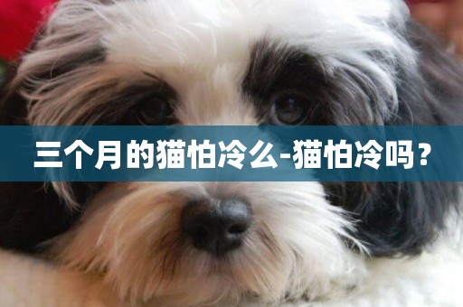 三個月的貓怕冷么-貓怕冷嗎？