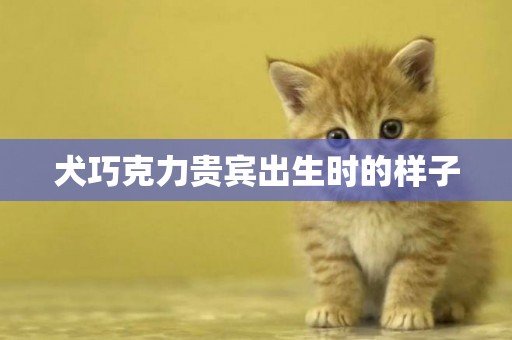 犬巧克力貴賓出生時的樣子