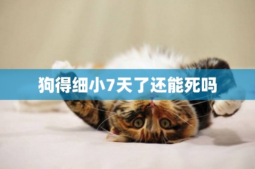 狗得細小7天了還能死嗎