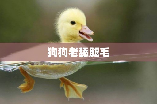 狗狗老舔腿毛