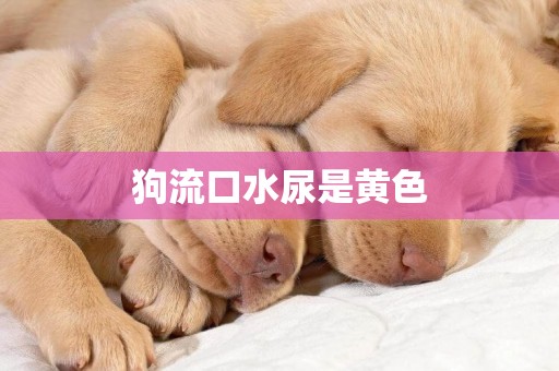 狗流口水尿是黃色