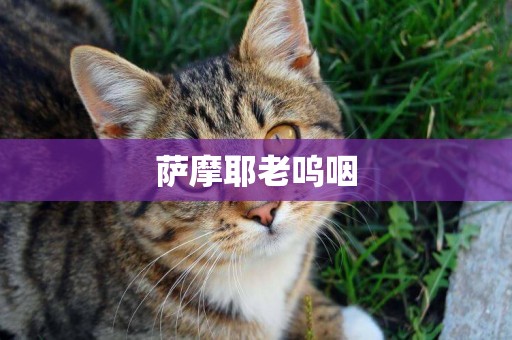 薩摩耶老嗚咽