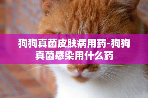 狗狗真菌皮膚病用藥-狗狗真菌感染用什么藥