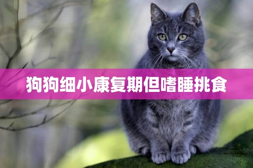 狗狗細小康復期但嗜睡挑食