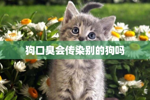 狗口臭會傳染別的狗嗎