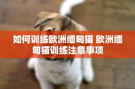 如何訓練歐洲緬甸貓 歐洲緬甸貓訓練注意事項