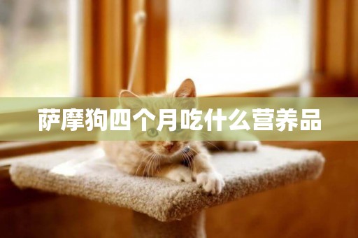 薩摩狗四個月吃什么營養品