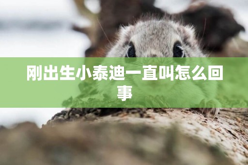 剛出生小泰迪一直叫怎么回事