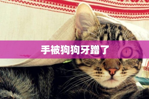 手被狗狗牙蹭了