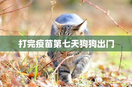 打完疫苗第七天狗狗出門