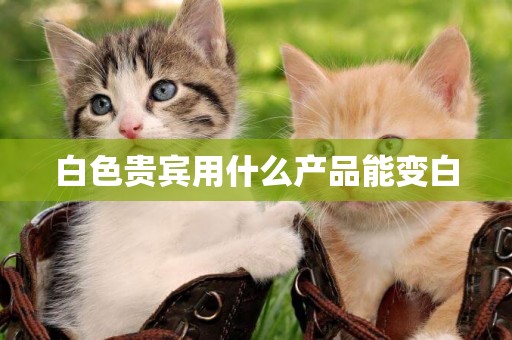 白色貴賓用什么產品能變白