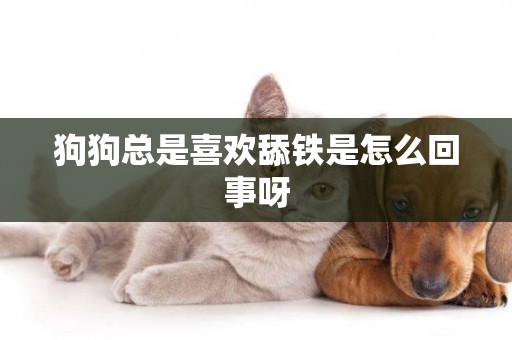 狗狗總是喜歡舔鐵是怎么回事呀