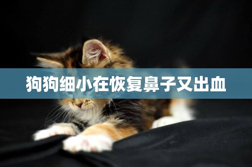 狗狗細小在恢復鼻子又出血