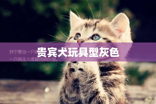 貴賓犬玩具型灰色