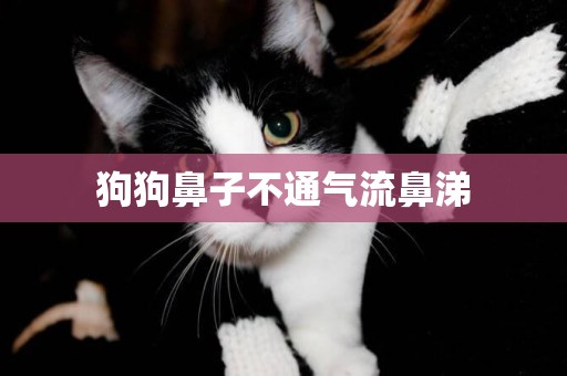 狗狗鼻子不通氣流鼻涕