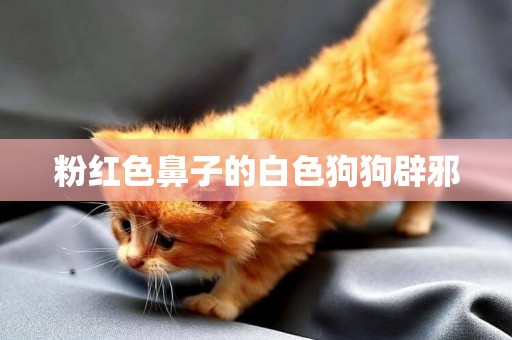 粉紅色鼻子的白色狗狗辟邪