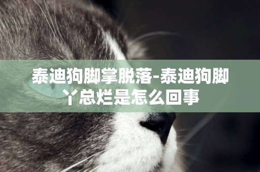 泰迪狗腳掌脫落-泰迪狗腳丫總爛是怎么回事