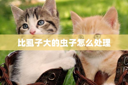 比虱子大的蟲子怎么處理