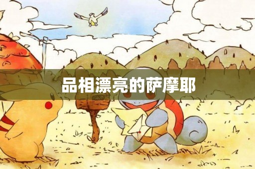 品相漂亮的薩摩耶