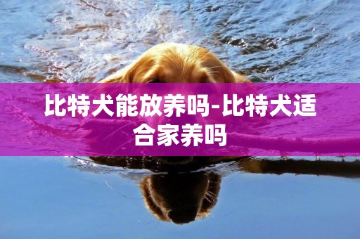 比特犬能放養嗎-比特犬適合家養嗎