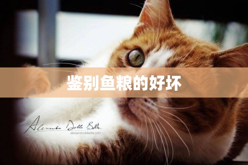 鑒別魚糧的好壞