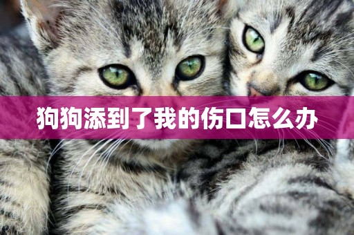 狗狗添到了我的傷口怎么辦
