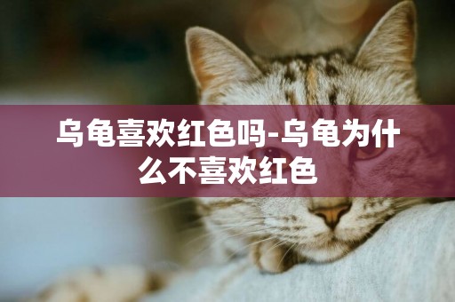 烏龜喜歡紅色嗎-烏龜為什么不喜歡紅色