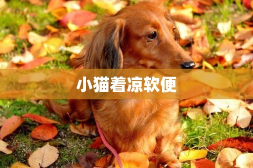 小貓著涼軟便