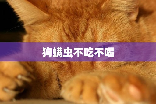 狗螨蟲不吃不喝