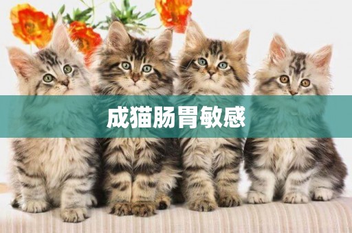 成貓腸胃敏感