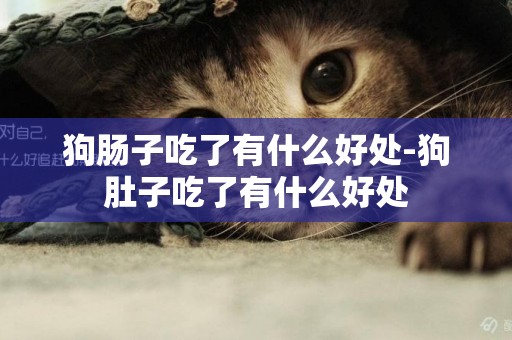 狗腸子吃了有什么好處-狗肚子吃了有什么好處