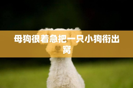 母狗很著急把一只小狗銜出窩
