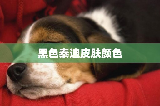 黑色泰迪皮膚顏色
