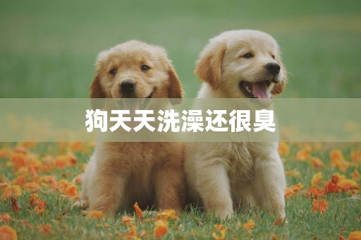 狗天天洗澡還很臭