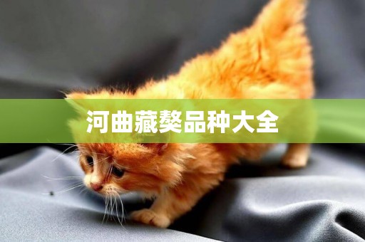 河曲藏獒品種大全