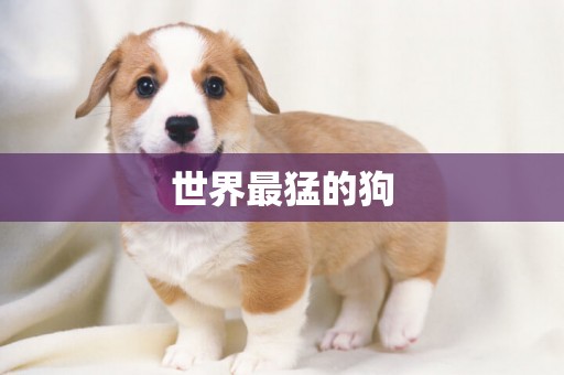 世界最猛的狗