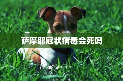薩摩耶冠狀病毒會死嗎 薩摩耶冠狀病毒會死嗎