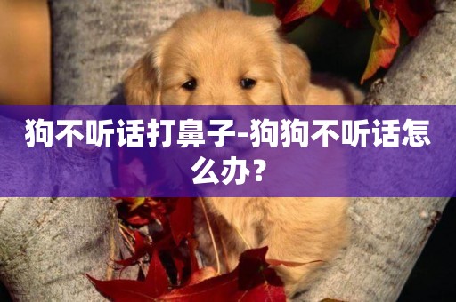 狗不聽話打鼻子-狗狗不聽話怎么辦？