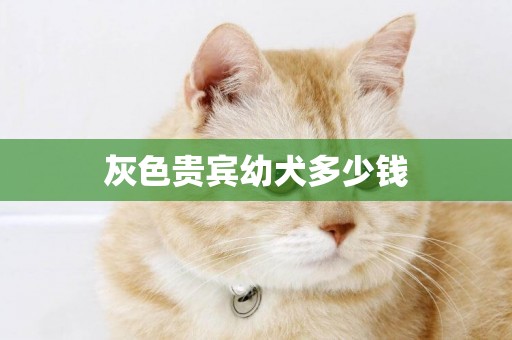 灰色貴賓幼犬多少錢