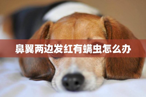 鼻翼兩邊發紅有螨蟲怎么辦