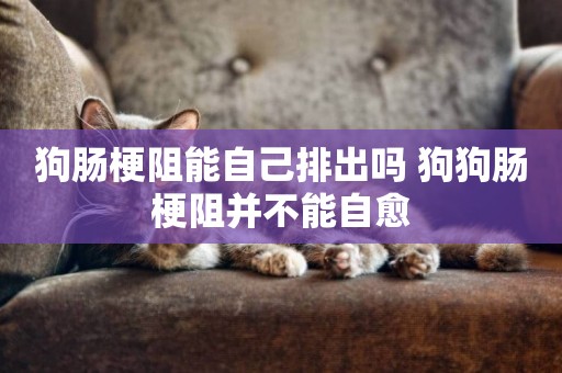 狗腸梗阻能自己排出嗎 狗狗腸梗阻并不能自愈