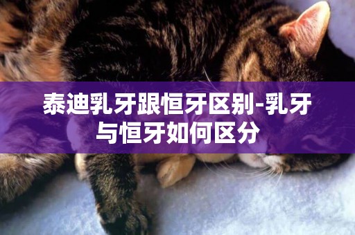 泰迪乳牙跟恒牙區別-乳牙與恒牙如何區分
