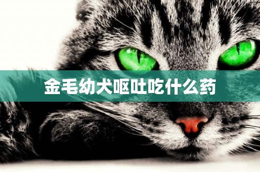 金毛幼犬嘔吐吃什么藥