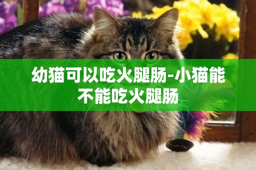 幼貓可以吃火腿腸-小貓能不能吃火腿腸