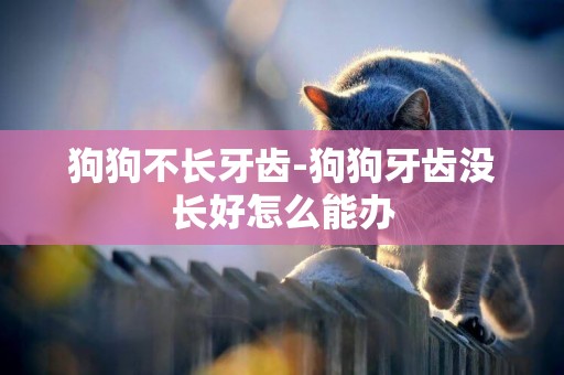 狗狗不長牙齒-狗狗牙齒沒長好怎么能辦
