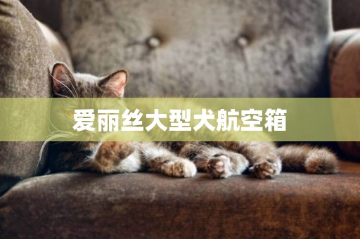 愛麗絲大型犬航空箱