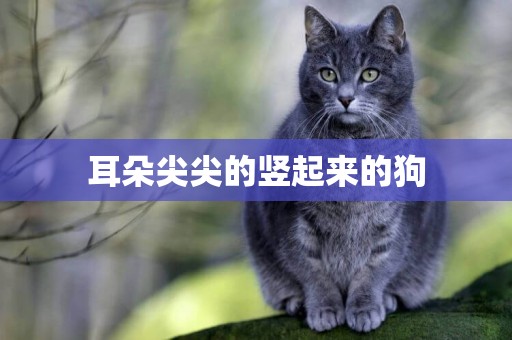 耳朵尖尖的豎起來的狗