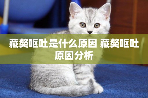 藏獒嘔吐是什么原因 藏獒嘔吐原因分析